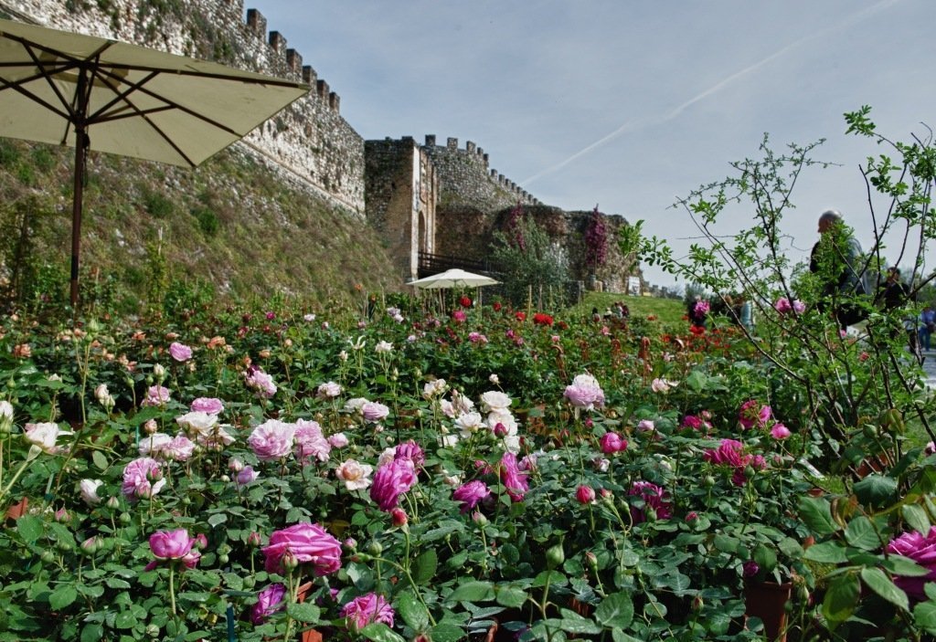 Al momento stai visualizzando Fiori nella Rocca, mostra mercato di piante rare alla Rocca Visconteo-Veneta di Lonato del Garda