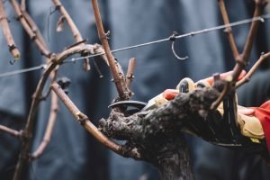 Scopri di più sull'articolo  Partnership internazionale fra Simonit&Sirch e Felco, i Master pruners e gli esperti di strumenti per la potatura