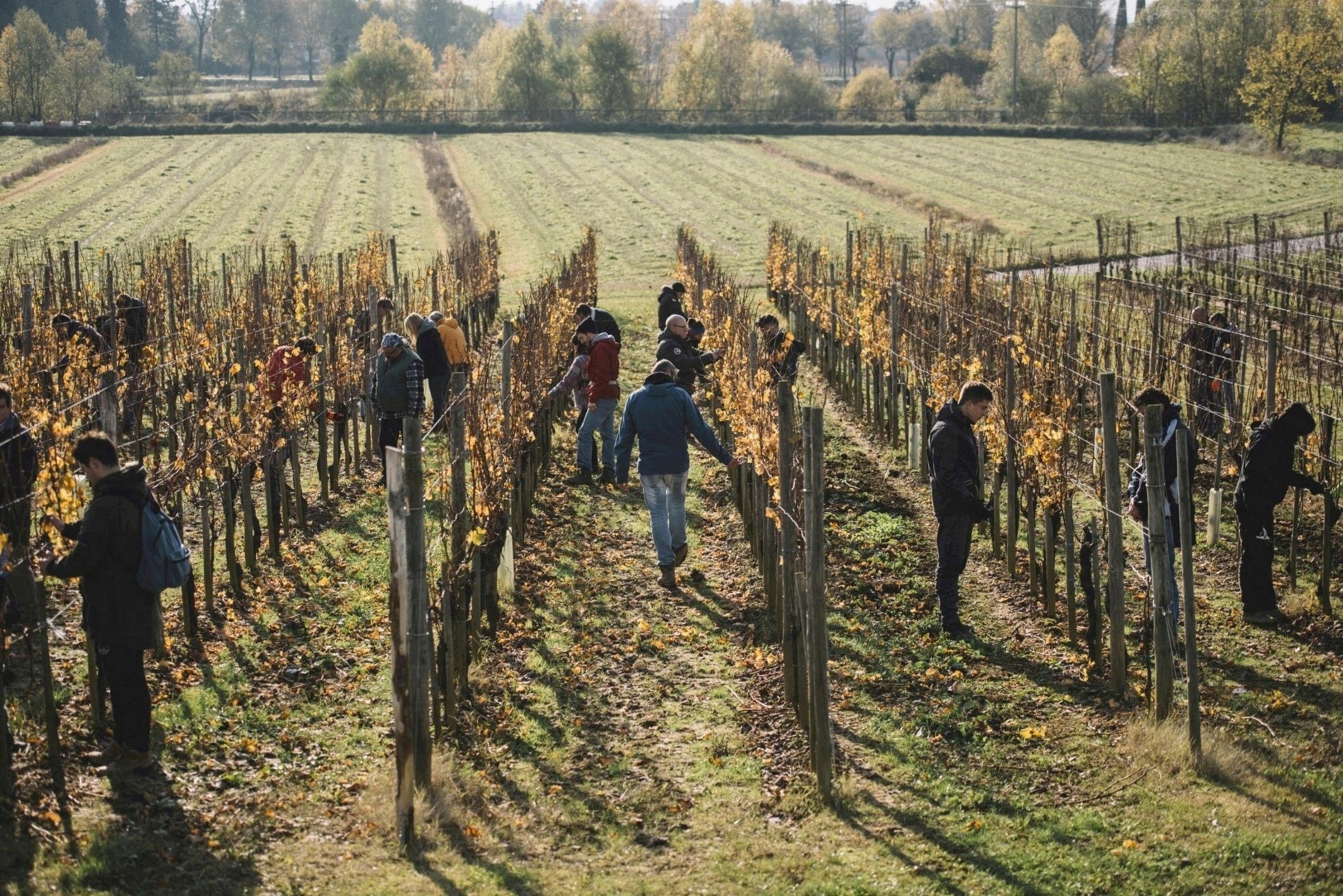 Al momento stai visualizzando Al via i corsi della Scuola italiana di potatura delle viti all’Accademia Simonit&Sirch di Capriva del Friuli