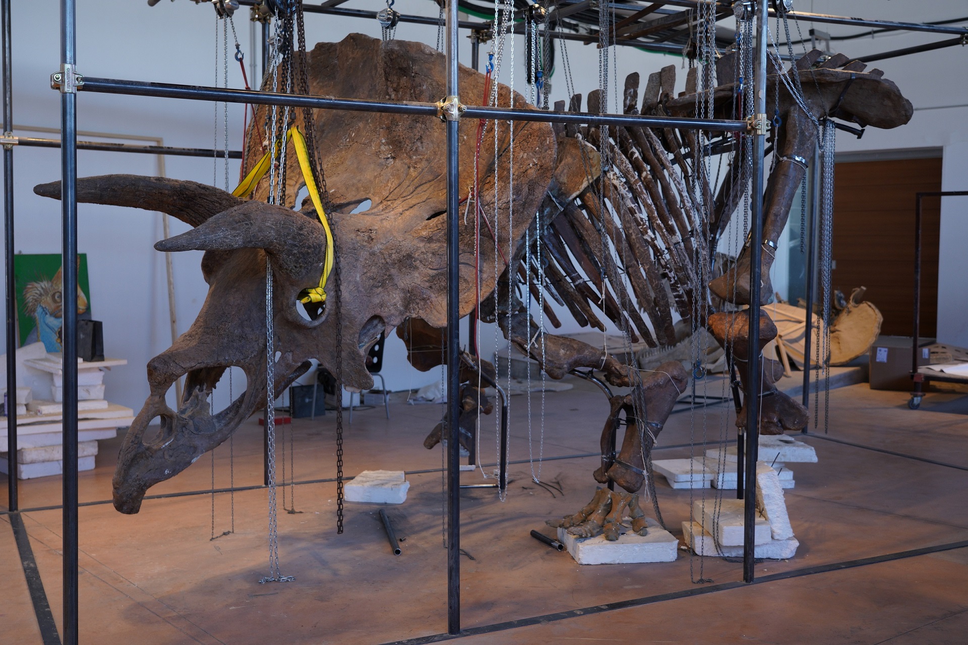 Al momento stai visualizzando L’enorme triceratopo Big John in piazza Unità, a Trieste, venerdì 30, sabato 31 luglio e domenica 1º agosto