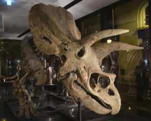 Scopri di più sull'articolo Big John nel guinness world records: l’enorme triceratopo preparato nei laboratori della Zoic a Trieste è ufficialmente il più grande di sempre