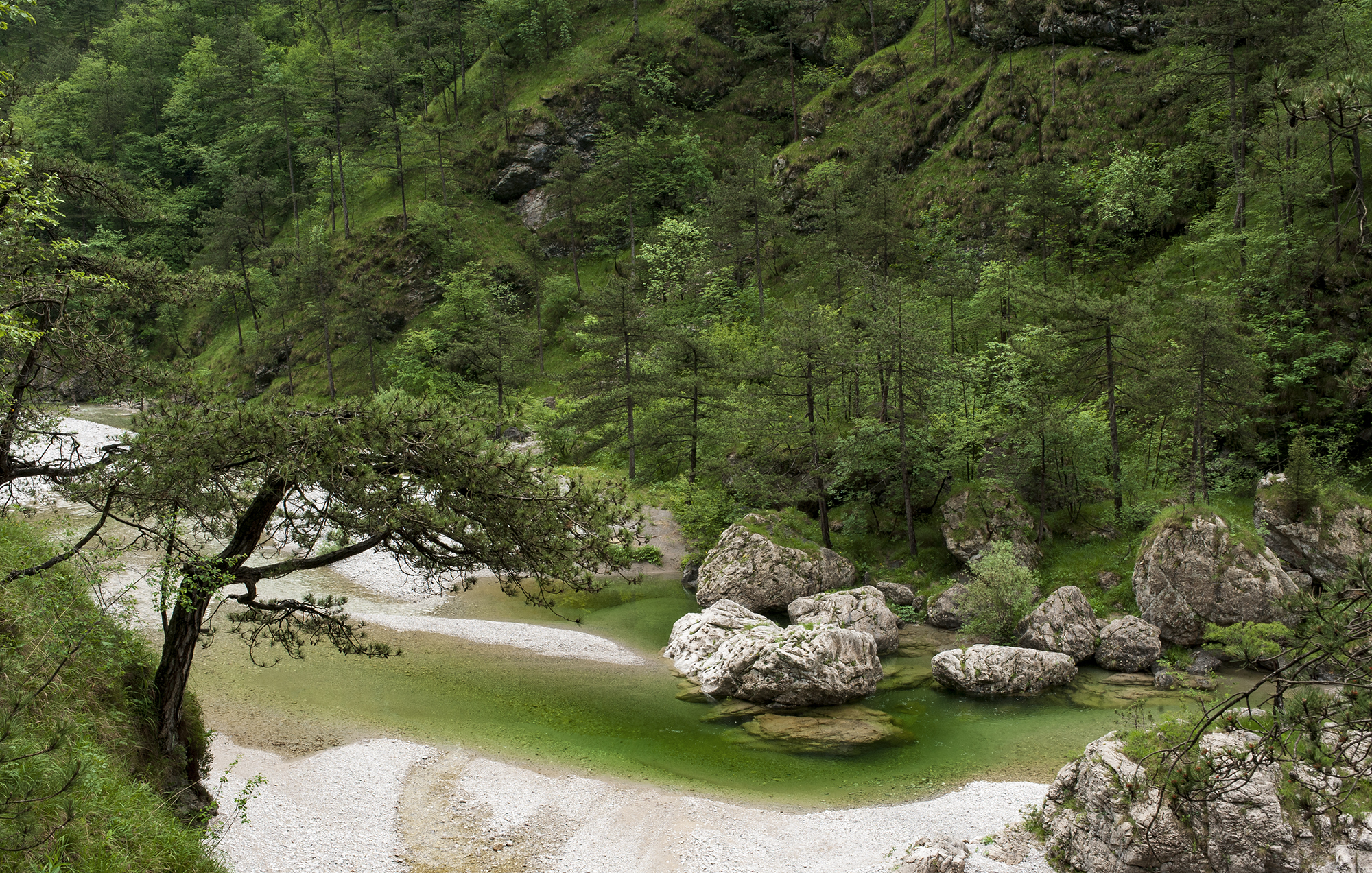 Al momento stai visualizzando “Magica Natura”: workshop di fotografia naturalistica con il CRAF il 21 e 22 maggio tra Spilimbergo, Val Colvera e Val Tramontina